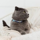 Ошейник для собак и кошек с фастексом «Неон» , 30 х 1 см - Фото 5