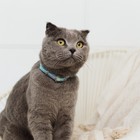 Ошейник для собак и кошек с фастексом «Неон», 30×1 см - Фото 6