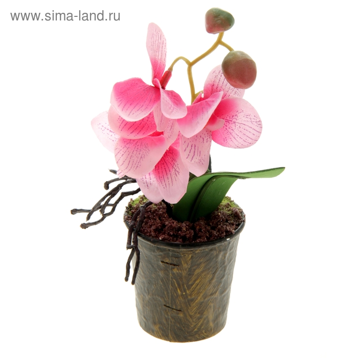 композиция орхидея в горшке 17*8 см дендробиум - Фото 1