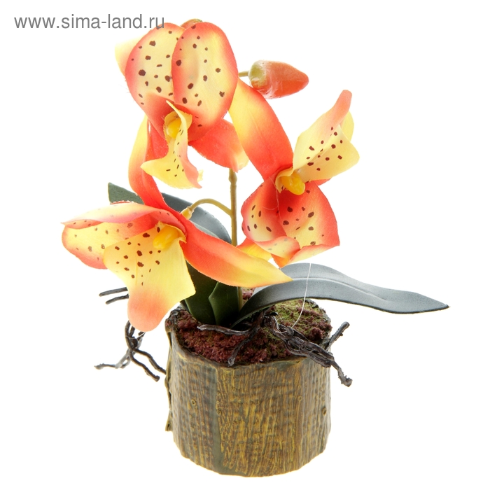 композиция орхидея в горшке 18*6 см хизис - Фото 1