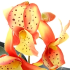 композиция орхидея в горшке 18*6 см хизис - Фото 2