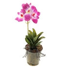 композиция орхидея в горшке 23*8 см ванда - Фото 1