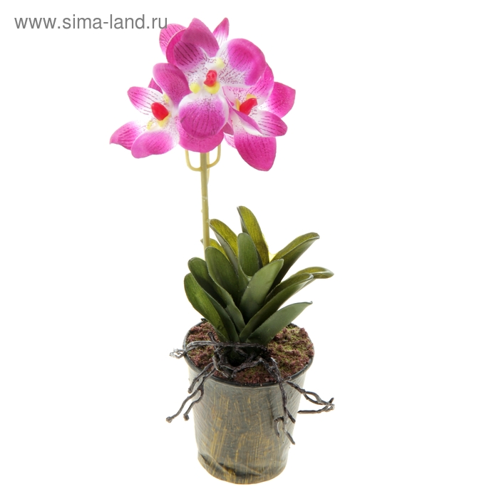 композиция орхидея в горшке 23*8 см ванда - Фото 1