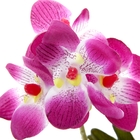 композиция орхидея в горшке 23*8 см ванда - Фото 2