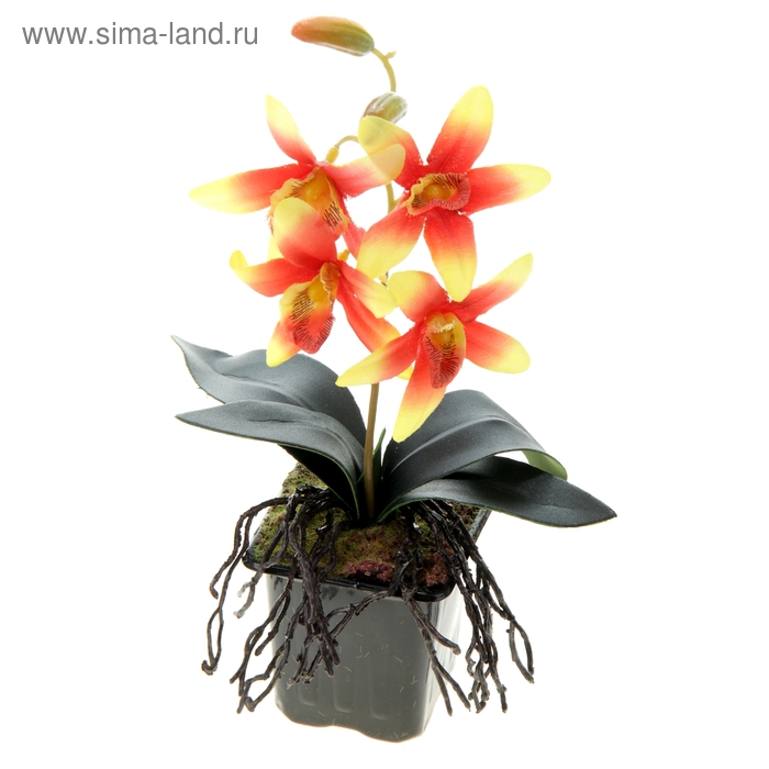 композиция орхидея в горшке 20*7 см хизис радужный - Фото 1
