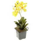 композиция орхидея в горшке 23*8 см аспазия - Фото 1