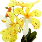 композиция орхидея в горшке 23*8 см аспазия - Фото 2