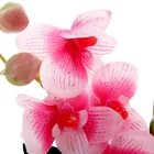 композиция орхидея в горшке 21 *10 см аганезия - Фото 2