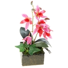 композиция орхидея в горшке 21*8 см нежность - Фото 1
