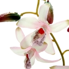композиция орхидея в горшке 23*8 см кокетка - Фото 2