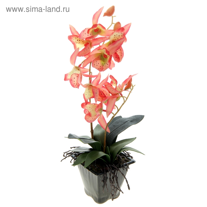 композиция орхидея в горшке 33*10 см тигровая - Фото 1