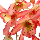 композиция орхидея в горшке 33*10 см тигровая - Фото 2