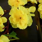 Цветы искусственные "Сакура нежность" 65 см, жёлтый - Фото 2