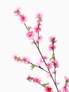 цветы искусственные сакура нежность 105 см розовый - фото 809293900