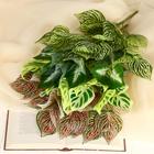 Букет искусственный «Фитония», h=30 см, МИКС (комплект 2 шт) - фото 23224693