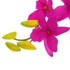 цветы искусственные орхидея Гуарианте 70 см фиолетовая - Фото 2