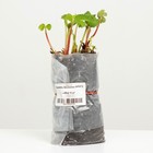 Саженец  Земляники ФРИГО Фэйт (Faith) A (9-15 мм), набор 5 шт - фото 25266859