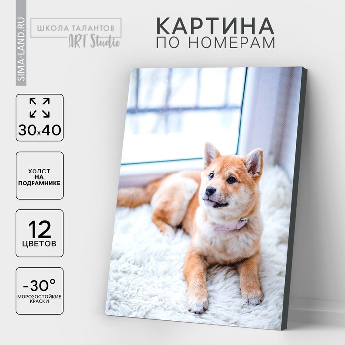 Картина по номерам на холсте с подрамником «Пёс на ковре», 40х30 см - Фото 1