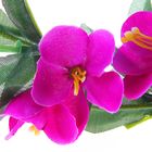 лиана 2,1 см цветение МИКС - Фото 2