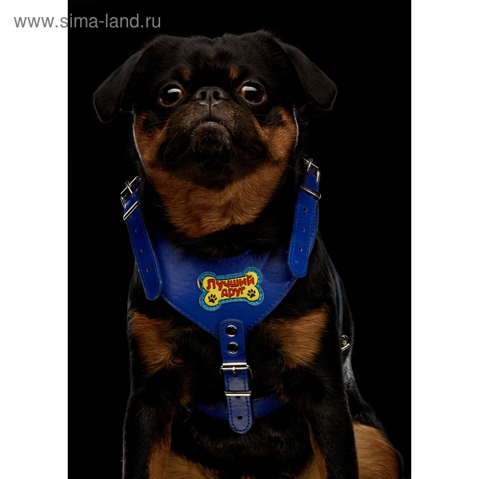 шлейка №3 кожзам Лучший друг (синяя) обхват шеи 38-50 см/обхват груди 42-62 см - Фото 1