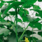 Проволока подвязочная, 20 м, зелёная, Greengo - Фото 11