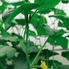 Проволока подвязочная, 100 м, зелёная, Greengo - Фото 10