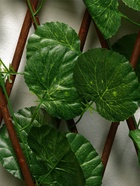 Ограждение декоративное «Лист ольхи», 120×70 см, Greengo - Фото 5