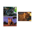 Альбом для рисования А4, 24 листа на скрепке "Дикие кошки", обложка картон 190-215г/м2, блок офсет 100г/м2, МИКС - Фото 1