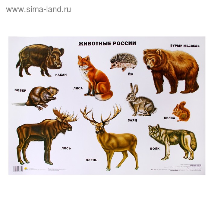 Плакат. Формат А2. Животные России - Фото 1