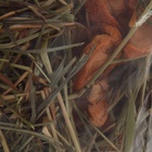 Сено луговое с фруктами «Пижон» для грызунов, 20 л, 500 г 5116419