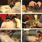 Машинка для стрижки овец и коз Heiniger Xtra - Фото 7