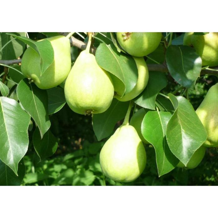 Груша заречная фото Груша заречная фото