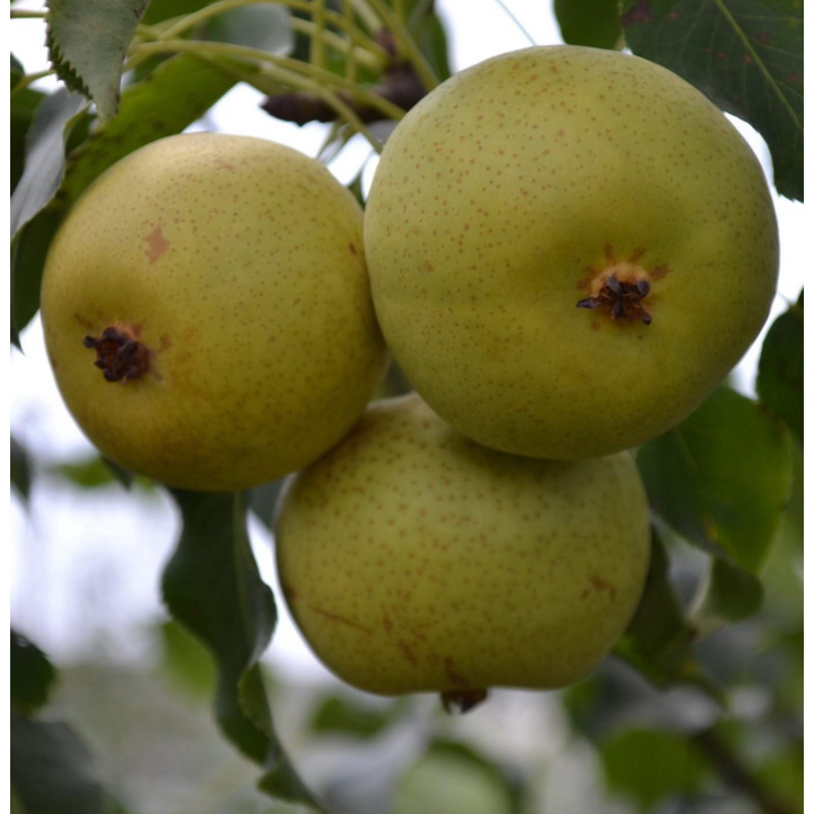 Груша талица фото