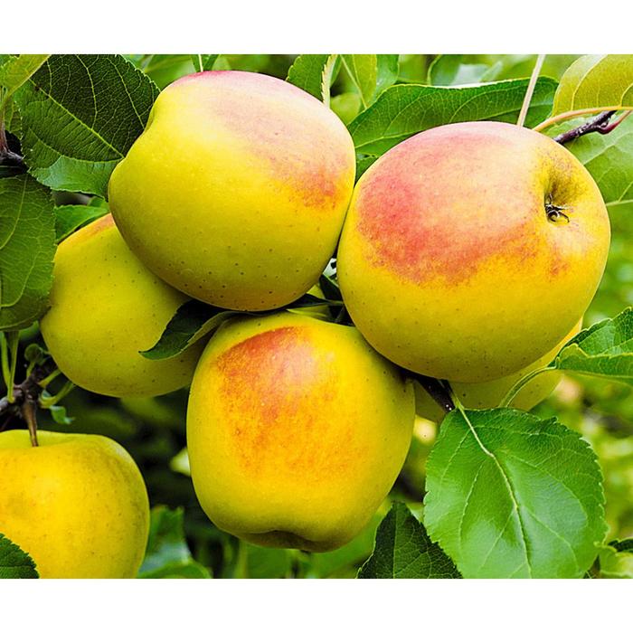 Подарок осени яблоня фото Подарок осени яблоня фото