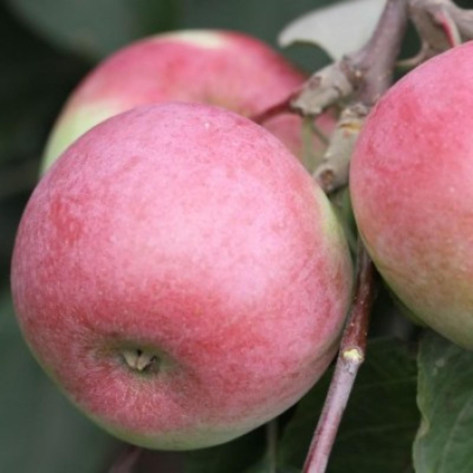 Пионерами яблоня описание фото Пионерами яблоня описание фото