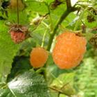 Саженец Малина (ОКС) Золотые купола, 1 шт, Осень 2025 6494153