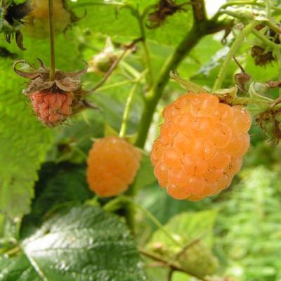 Саженец Малина «Золотые купола», 1 шт., Весна 2026, открытая корневая система, «Сады Урала»