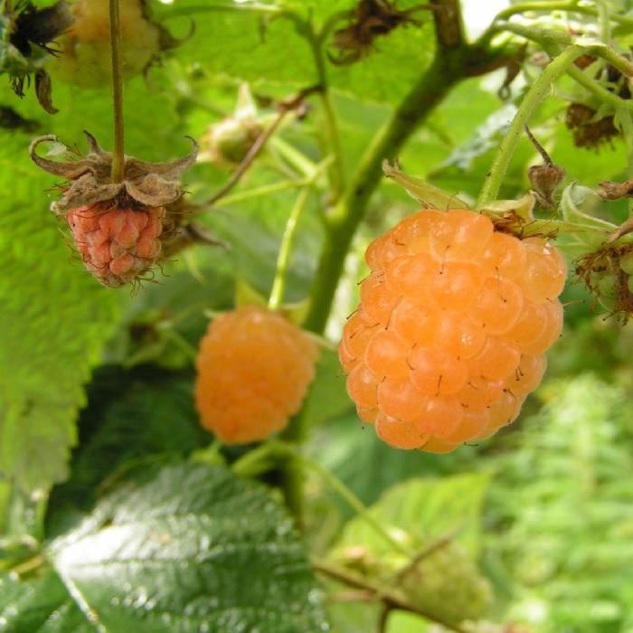 Саженец Малина (ОКС) Золотые купола, 1 шт, Осень 2025 - Фото 1