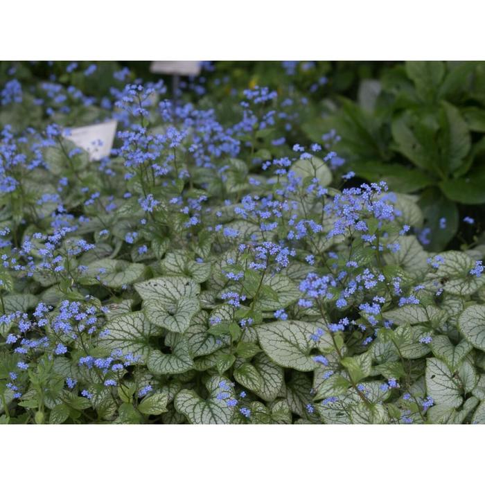 Бруннера фото на клумбе Бруннера фото на клумбе