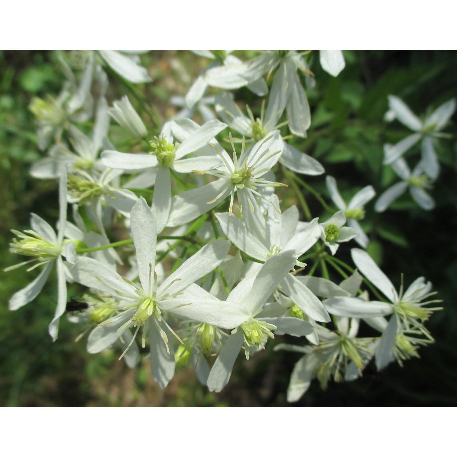Купить клематис прямой Белый (УД) цв.п.12 шт, Семена цветов, Клематис - арт: 155
