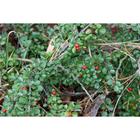 Саженец Кизильник (горшок р9) Тангстед, 1 шт, Осень 2025 6494237 - фото 8085831