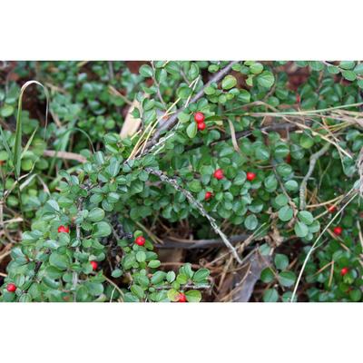 Саженец Кизильник (горшок р9) Тангстед, 1 шт, Осень 2025