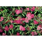 Саженец Спирея (горшок р9) Неон флеш, 1 шт, Осень 2025 6494246