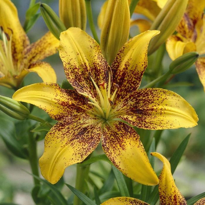 Саженцы Лилия азиатская Танго Голден Стоун (1,5 литра) - купить по цене от 260.0