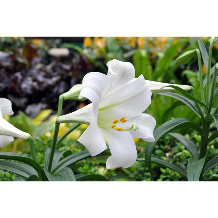 File:Lilium longiflorum 10zz.jpg - Wikimedia Commons