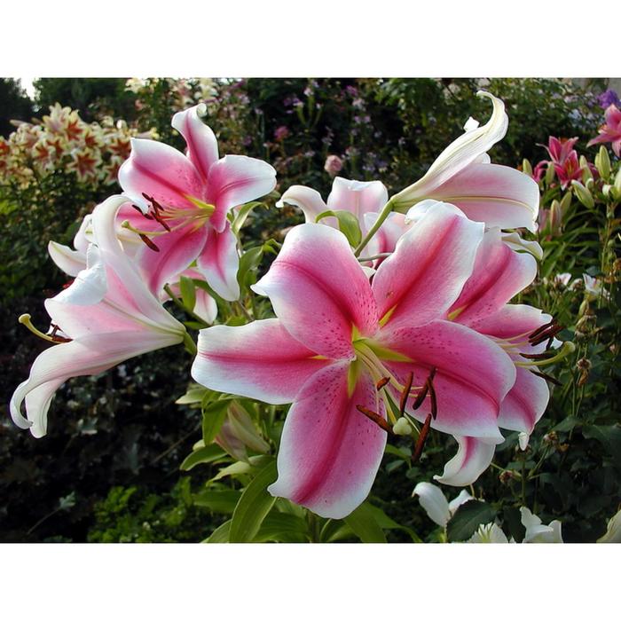 Лилия Пинк бриллиант: фотогалерея роскошных цветов Зеленый рай Фотогалерея приро