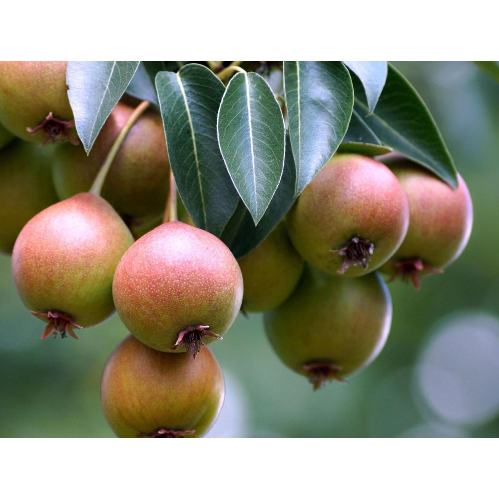 Груша уссурийская (50 семян).