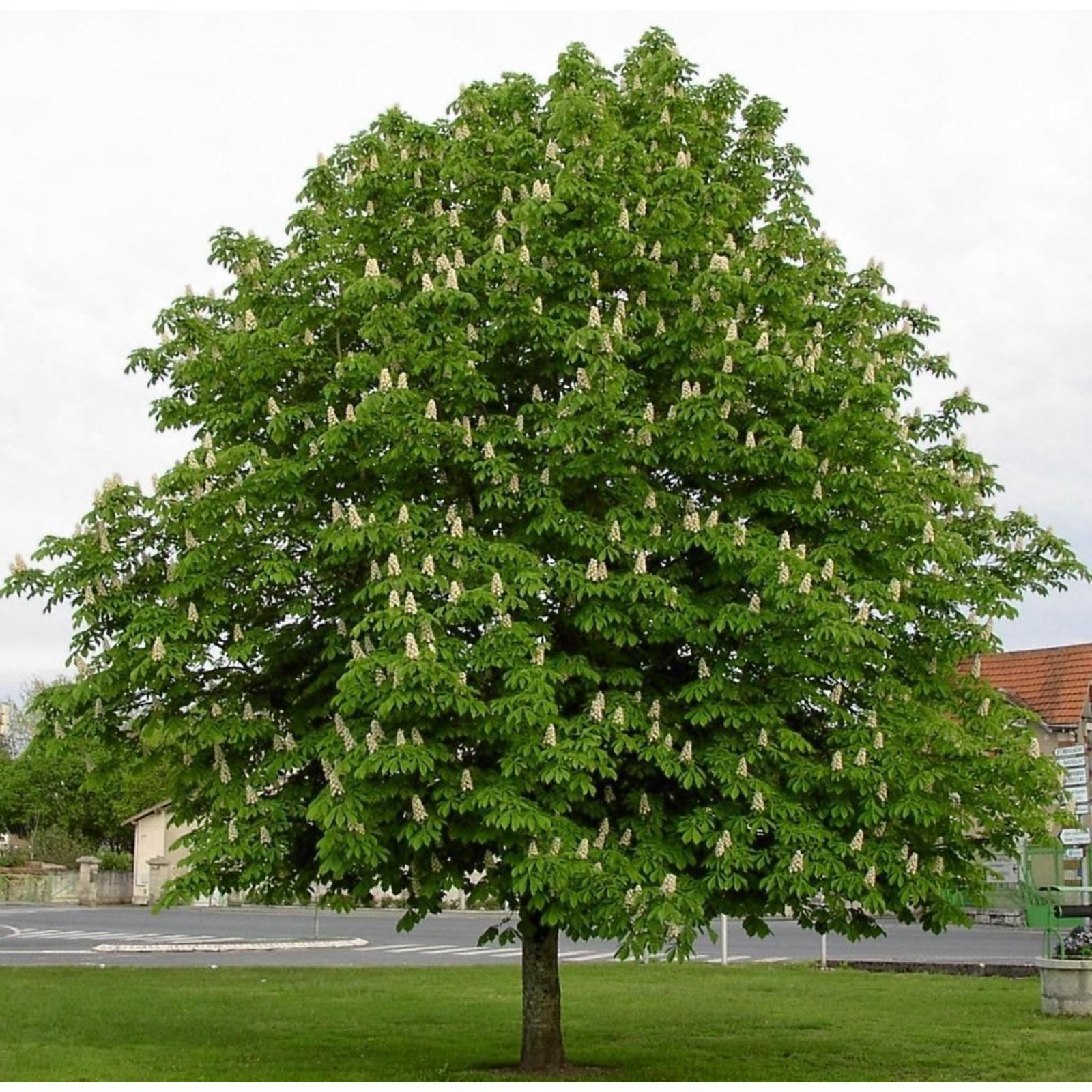 Конский каштан как называется. Каштан конский обыкновенный дерево. Каштан низкорослый. Конский каштан как называется. Каштан конский соцветие.