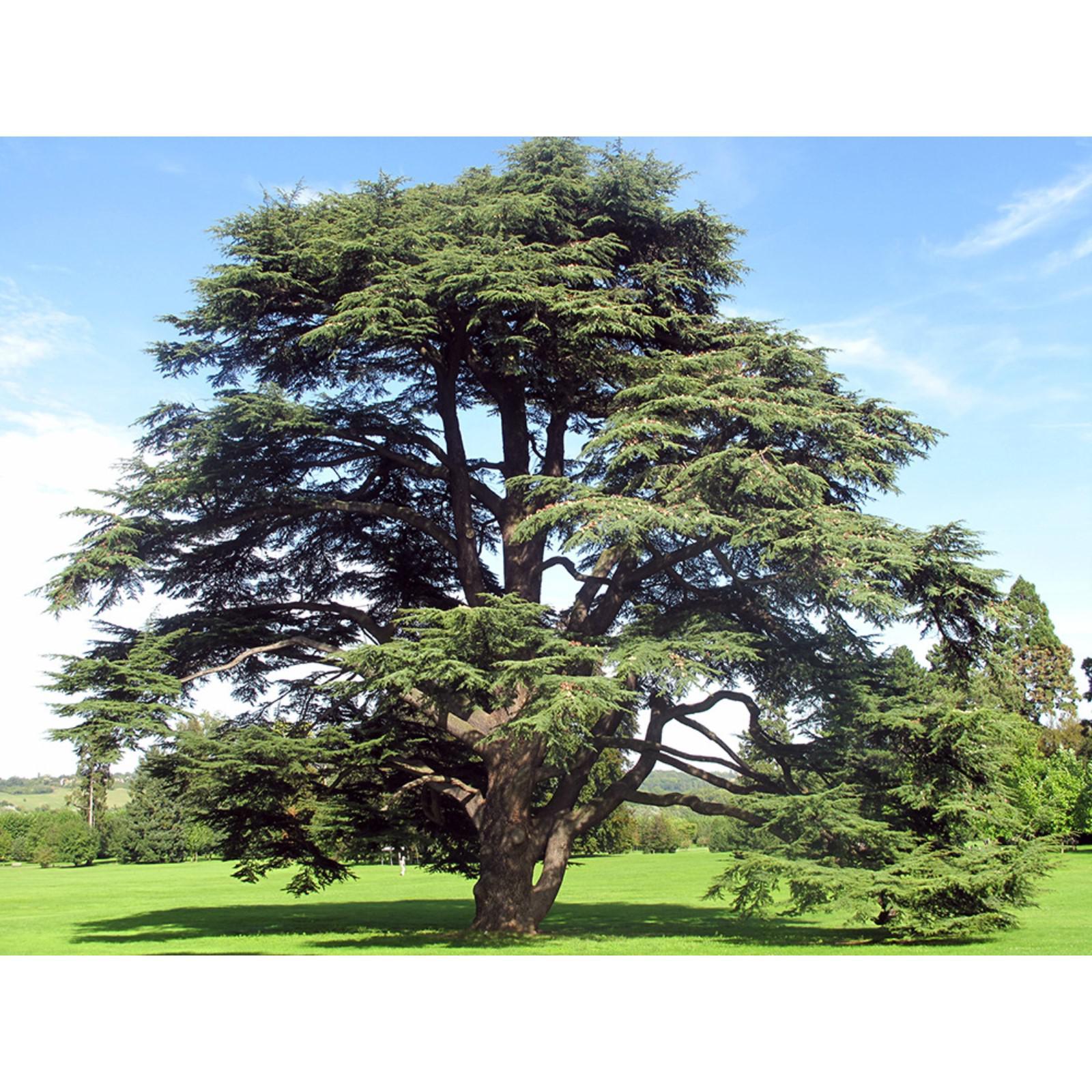 Гималайский кедр в сочи. Пихта ливанский кедр. Сибирский кедр дерево. Дерево картас кедр. Кедр по английски.