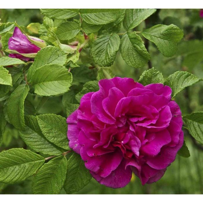 Декоративный шиповник фото и описание Декоративный шиповник фото и описание